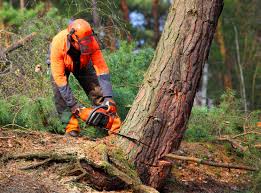  Monrovia, IN Tree Services Pros