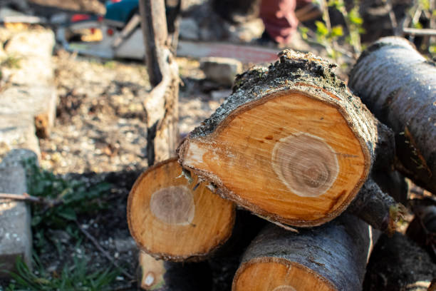 Best Storm Damage Tree Cleanup  in Monrovia, IN