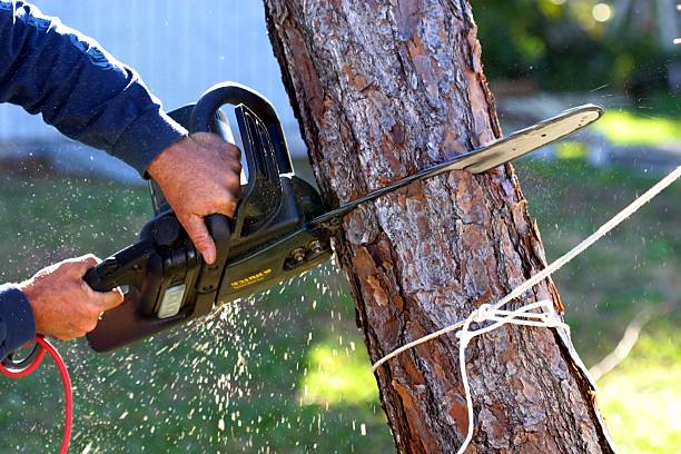 Best Tree and Shrub Care  in Monrovia, IN