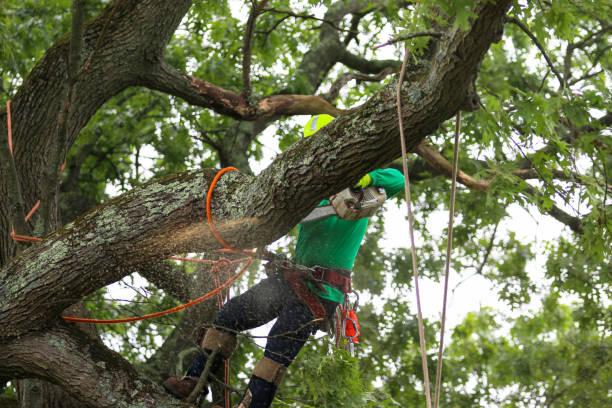 Best Hazardous Tree Removal  in Monrovia, IN